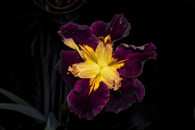 Close-up of purple flower against black background