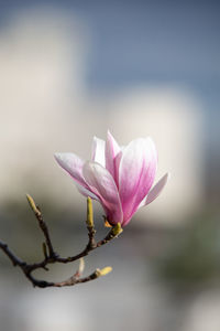 Close-up of pink flower