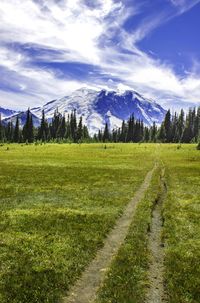 Scenic view of field against sky