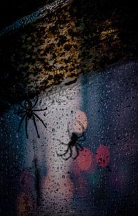 Close-up of spider on glass window