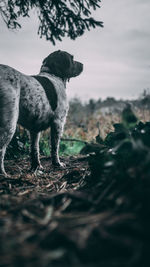 Dog standing on field