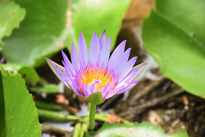 Close-up of purple water lily