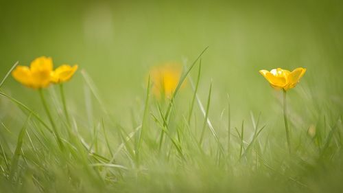 Close-up of flowers growing on field