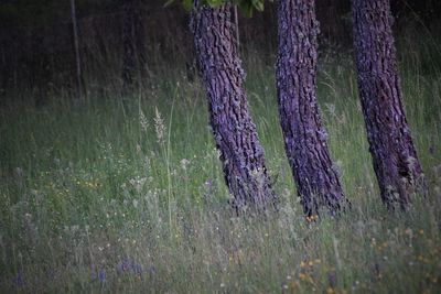 Plants growing on field