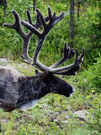 Deer in a forest