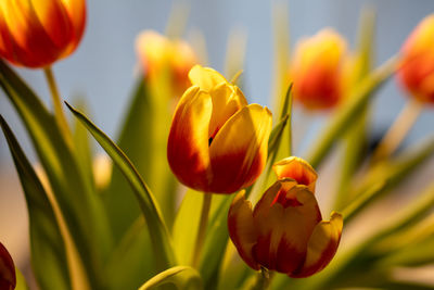 Close-up of yellow tulip