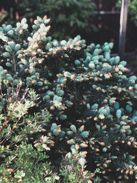 High angle view of flowering plant