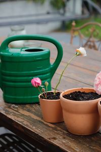 Close-up of potted plant on table