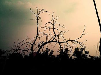 Low angle view of bare trees against sky