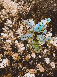 High angle view of white flowering tree