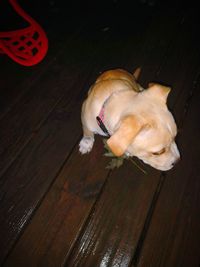 High angle view of dog sleeping on hardwood floor