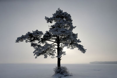 Tree on snow covered land against sky