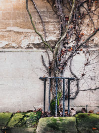 Bare tree against wall