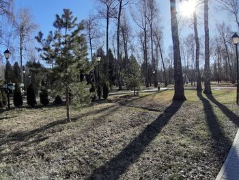 Panoramic shot of trees on land against sky