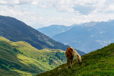 Horse standing in a valley