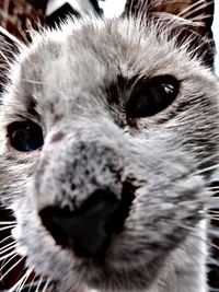 Close-up of cat