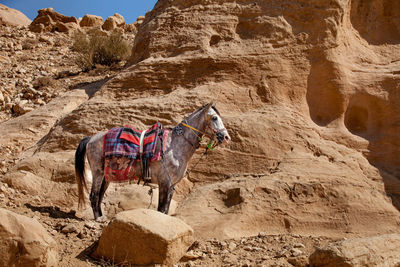Side view of horse cart on rock