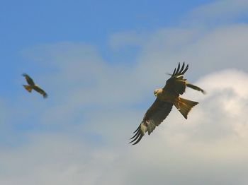 Low angle view of eagle flying in sky