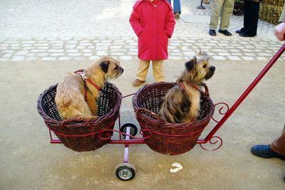 Low section of man with dog sitting in basket