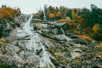 Scenic view of forest during autumn