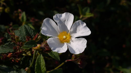 Close-up of white flower