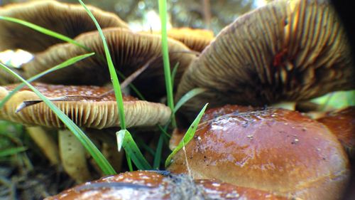 Close-up of plant against blurred background