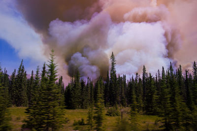 Panoramic view of pine trees in forest against sky