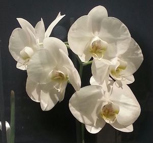 Close-up of fresh white flower