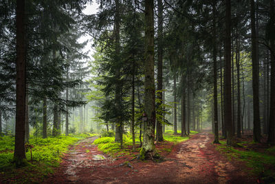 Hiking in the bavarian forest