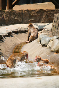 View of an animal in water