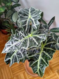 High angle view of potted plant on table