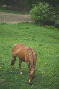 Horse grazing on field