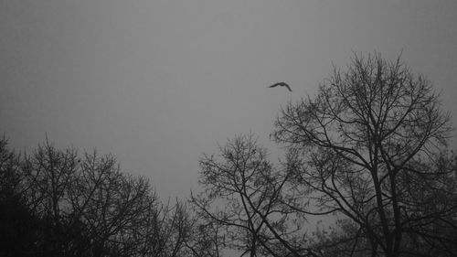 Low angle view of silhouette bird flying against clear sky