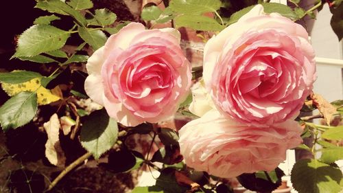 Close-up of pink rose