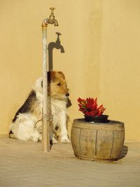 Dog sitting next to flower vase and faucet