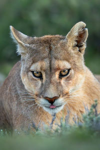 Close-up of lioness