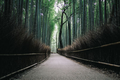 Walkway amidst trees in forest