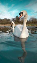 Swan swimming in lake