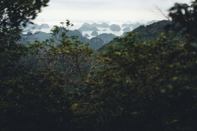 Close-up of plants and mountains against sky