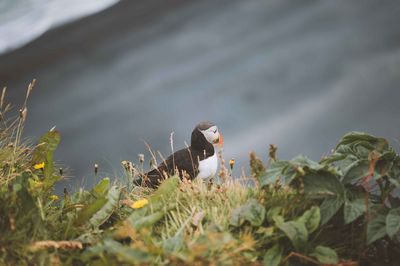 View of a puffin bird