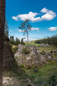 Trees on field against sky