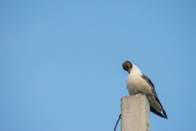 Low angle view of seagull perching on wooden post against sky