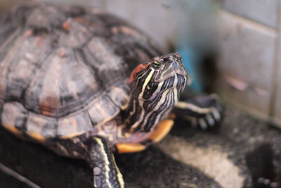 Red eared slider close-up. side view pet turtle red-eared slider