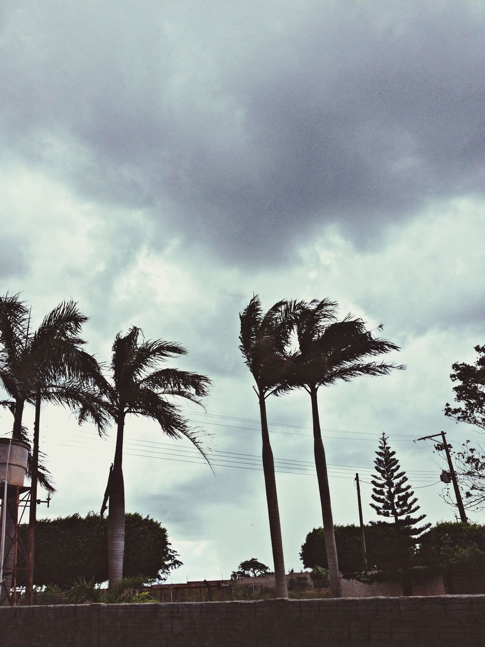 sky, cloud - sky, built structure, architecture, low angle view, cloudy, tree, building exterior, palm tree, cloud, overcast, weather, bare tree, silhouette, outdoors, day, no people, dusk, tall - high, storm cloud