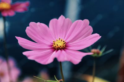 Close-up of pink cosmos flower