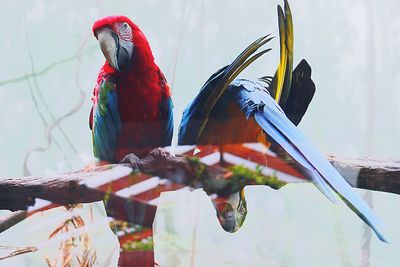 Low angle view of parrot perching on tree against sky