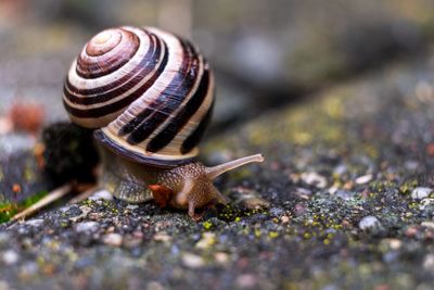 Close-up of snail