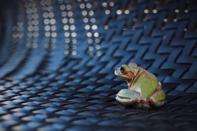 Close-up of frog on backyard chair 