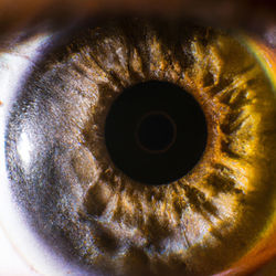 human eye