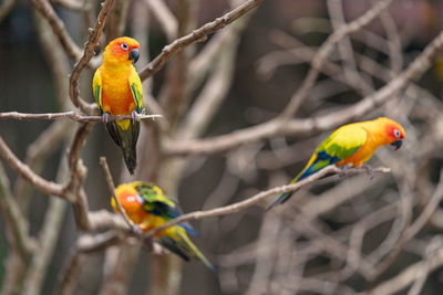 Bird perching on branch